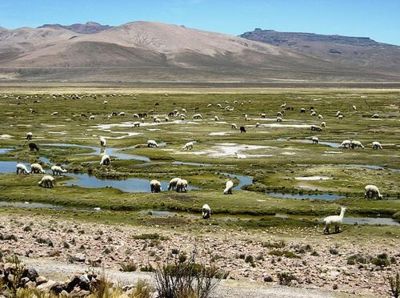 Reserva Nacional Salinas y Aguada Blanca